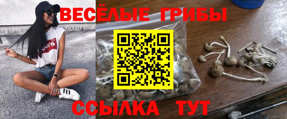 Галлюциногенные грибы GOLDEN TEACHER  Псилоцибиновые грибы Psilocybine cubensis  Вход с VPN  Бердск 